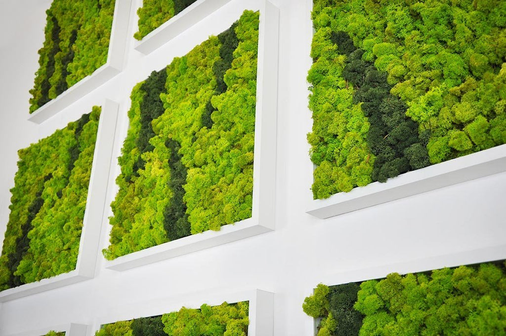 Moss Art Boards can Improve Focus & Productivity