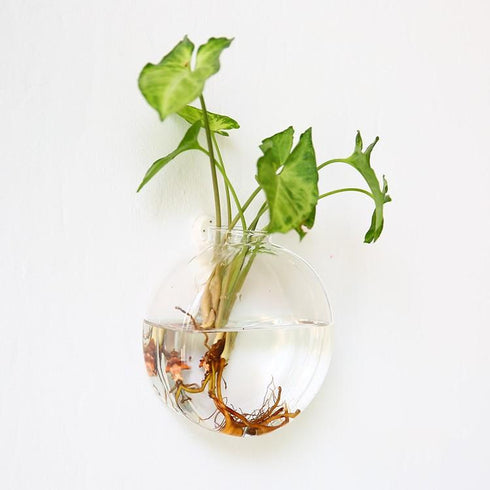 Bubbly™ Hydroponic Vases