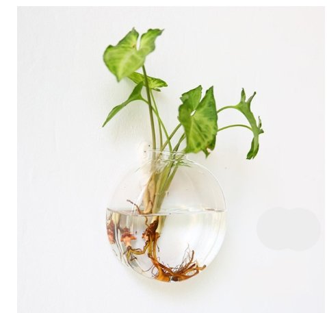 Bubbly™ Hydroponic Vases