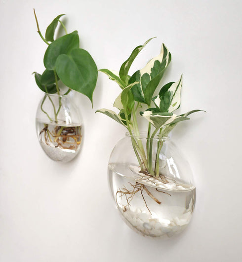 Bubbly™ Hydroponic Vases