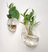 Bubbly™ Hydroponic Vases