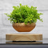 LevPot™ - Levitating Mini Bonsai Pot