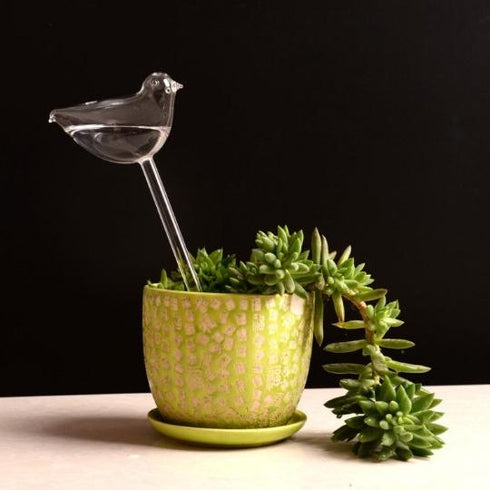 Self Watering Bulbs (Set of 2)