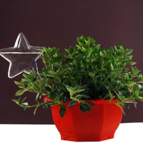 Self Watering Bulbs (Set of 2)