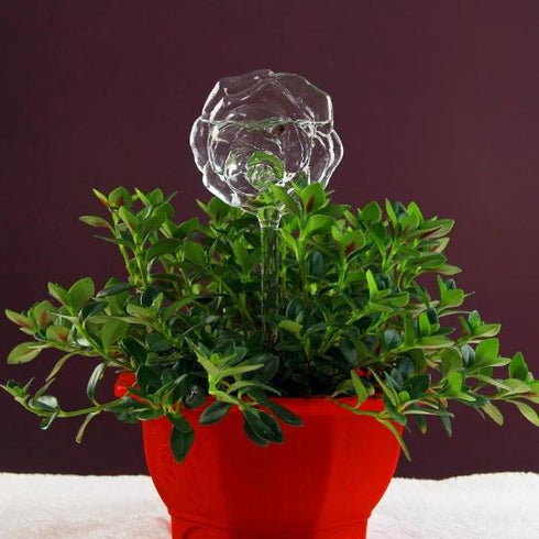 Self Watering Bulbs (Set of 2)